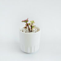 A beautiful plant in a white pot on a white table